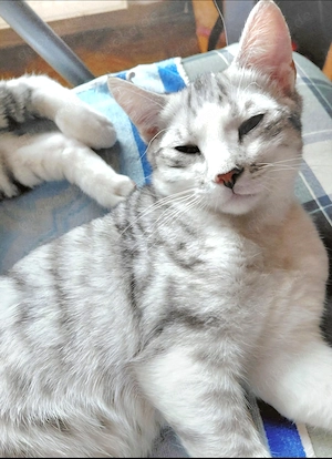 Bkh-Mix Kitten Hübscher 
