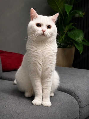 BKH Deckkater Reinweiß!!
