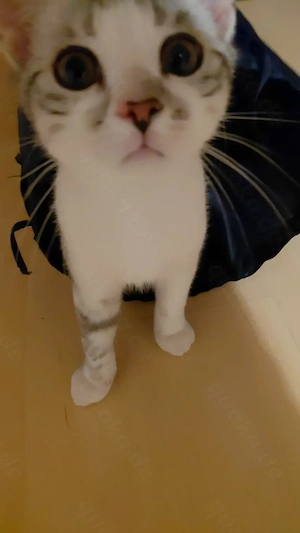  Bkh-Mix Kitten Hübscher 