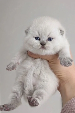 Wunderschöne BKH kitten 