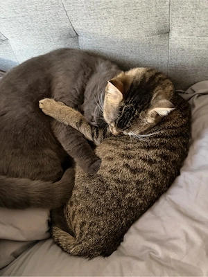 bkh katzen weibchen