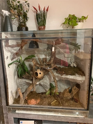 2 kronengeckos mit terrarium