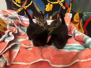 katzenbabys kitten 