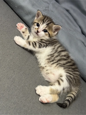 Süße Mischlings-Kitten-Dame sucht ein liebevolles Zuhause 