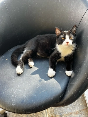 Wir suchen für unser süßes Katzenbaby ein liebevolles Zuhause.