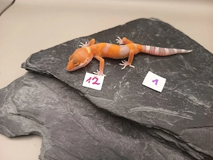 Leopardgecko Nachzuchten 0.1 Blizzard, Tangerine, Hypo & weitere