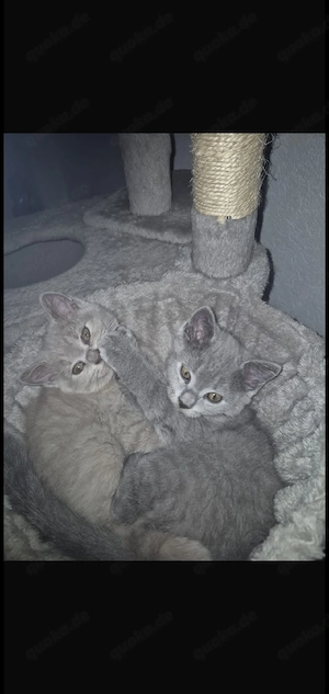 bkh katzen 