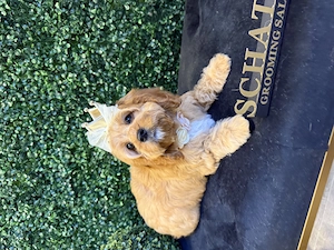 Zwei bezaubernde Cavapoo-Welpen suchen ihre ganz besonderen Menschen Bild 5