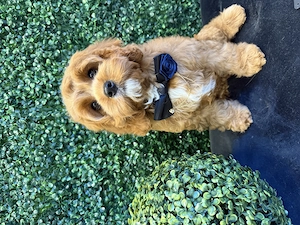 Zwei bezaubernde Cavapoo-Welpen suchen ihre ganz besonderen Menschen Bild 3