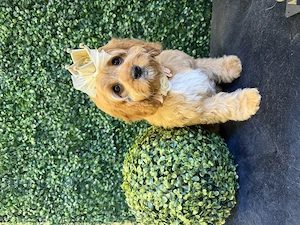 Zwei bezaubernde Cavapoo-Welpen suchen ihre ganz besonderen Menschen Bild 4
