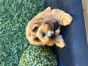 Zwei bezaubernde Cavapoo-Welpen suchen ihre ganz besonderen Menschen Bild 2