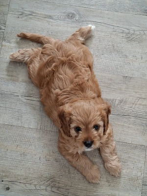 Zwei bezaubernde Cavapoo-Welpen suchen ihre ganz besonderen Menschen Bild 9