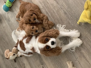 Zwei bezaubernde Cavapoo-Welpen suchen ihre ganz besonderen Menschen Bild 6