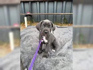 Reinrassige Cane-Corso-Welpen in Grau liebevolle Familienaufzucht