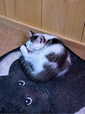 junger kater 