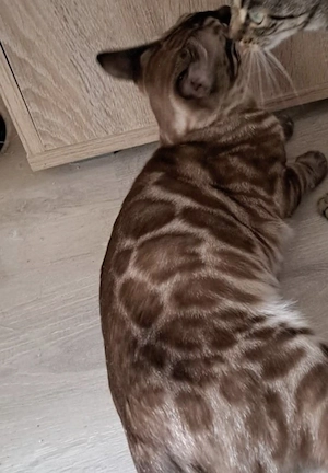 Reinrassige Bengalkatze Katze in den schönen Farben Snow mink doppelt charcoal. Kastriert & gechipt.