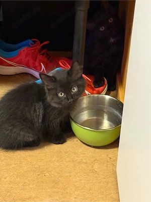 junger kater