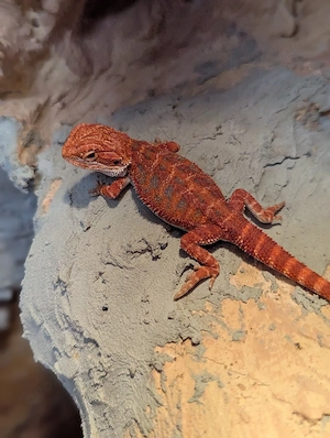 Bartagame Pogona vitticeps Jungtiere Abgabe 