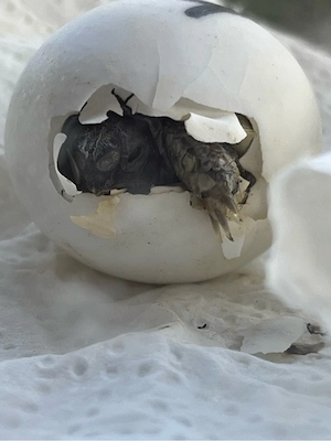 Griechische Landschildkröten Babys Hobbyzucht 