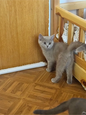 **Zwei kleine Kater suchen ein neues Zuhause**