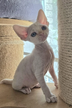 Devon Rex Mädchen