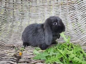 Liebe sozial Kaninchen Weibchen zw 0 u 5Jahren suchen Zuhause-geimpft  Bild 4