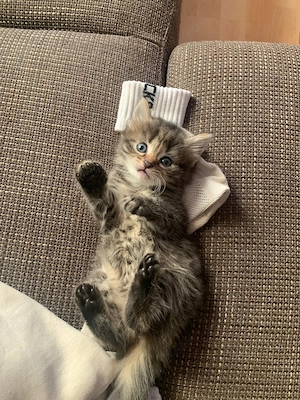 Zuckersüßes Kätzchen Kitten sucht ein Zuhause für immer 