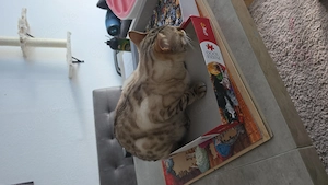 Bengal kater sepia