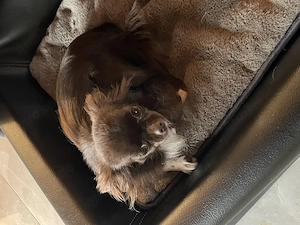 Chihuahua Hündin in verantwortungsvolle Hände abzugeben