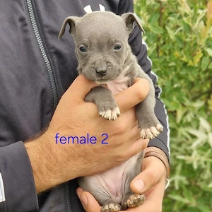 American Bully Puppies   Wunderschön, loyal und familienfreundlich