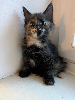 Maine Coon Kätzin sucht liebevolles Zuhause 