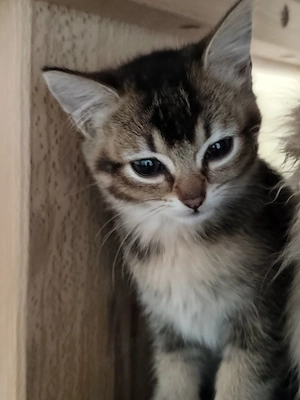 kätzin und kater 