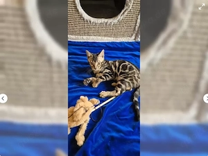 Reinrassige liebevolle Bengal Kitten abzugeben