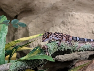 1,0 Goniurosaurus orientalis, 