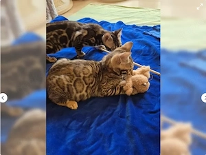 Reinrassige liebevolle Bengal Kitten abzugeben