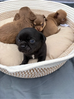 chihuahua welpen suchen zuhause
