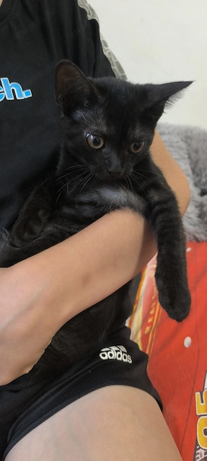 Kätzchen von einer Hauskatze