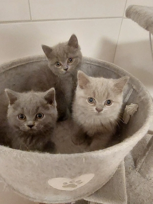 BKH Babykatze 