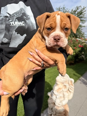 Old Englisch Bulldog   American Bully Wepen