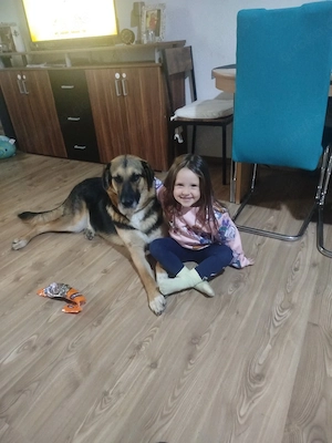 Schäferhund Mischling 