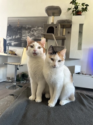 Monti und Minka suchen ein neues Zuhause 