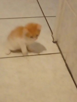 Katzen Babys abzugeben 