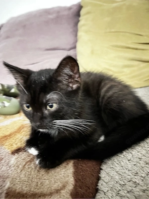 BKH Mix Babykatzen Kitten