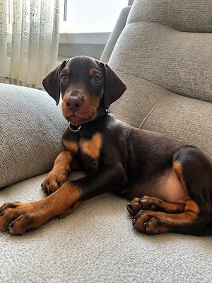 DOBERMANN 2 Monate alt.