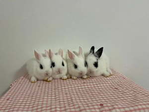 baby Zwergkaninchen Zwergwidder Minilop Löwenköpfchen 
