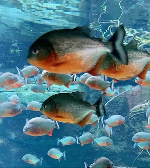 Suche Piranhas 