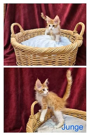 Reinrassige anhängliche Maine Coon Kitten suchen Ihre neue Familie 