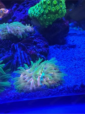 fungia rainbow koralle meerwasser 