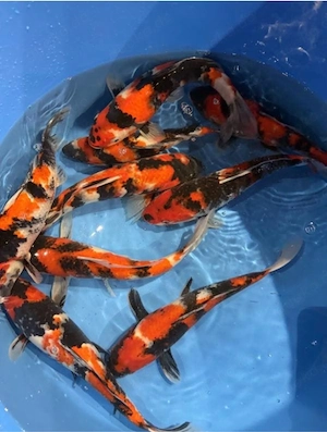 G&D Koi & Aquaria 