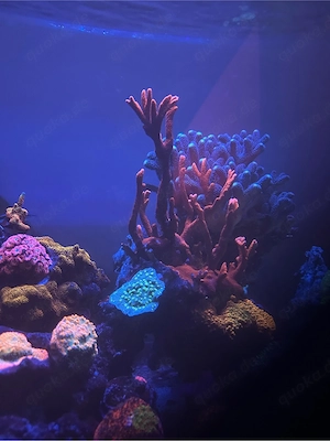 montipora digitata koralle meerwasser 